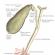 Ficat și vezica biliară, denumire latină, semnificație funcțională, topografia lor, structura, relația cu peritoneul Structura vezicii biliare