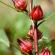 Hibiscus: beneficii și daune, proprietăți ale ceaiului de trandafir sudanez, contraindicații