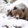 Descoperirea vânătorii de urși și modul în care se trezesc